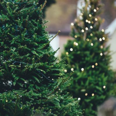Balsam Fir  7-8 ft